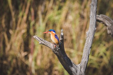 Bir levrek balık için seyir üzerinde oturan bir malakit kingfisher görüntüsünü kapatmak