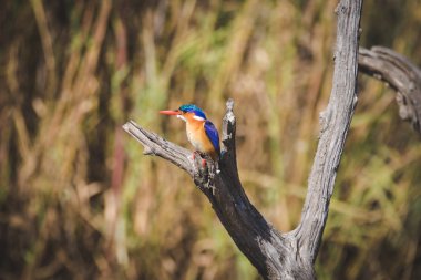 Bir levrek balık için seyir üzerinde oturan bir malakit kingfisher görüntüsünü kapatmak