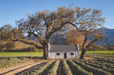 Lavanta Franschoek kasaba Western Cape, Güney Afrika için yakın bir alanda eski bir çiftlik evinin geniş açılı görünüş