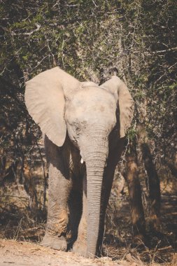 Güney Afrika'da bir doğa rezerv bir Afrika fili görüntüsünü kapatmak