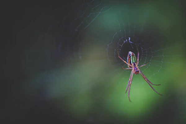 Közelről Makró Képe Egy Gömb Web Spider Weben Várakozás Egy — Stock Fotó