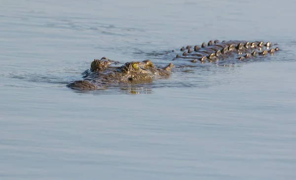 Close Image Nile Crocodile Lake Nature Reserve South Africa — Stock Photo, Image