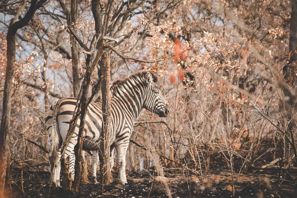 Image Rapprochée Zèbre Dans Une Réserve Naturelle Afrique Sud — Photo