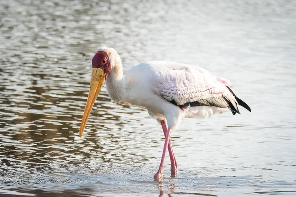 南アフリカ共和国の国立公園の池でコウノトリの釣りのイメージ アップします — ストック写真