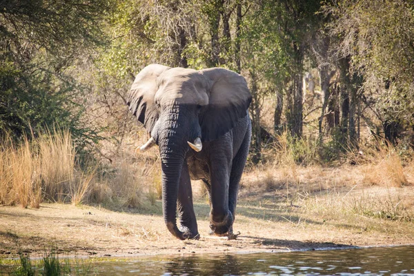 Imagem Perto Elefante Africano Numa Reserva Natural África Sul — Fotografia de Stock