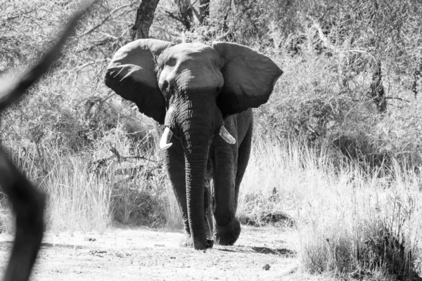 南アフリカ共和国の自然保護区でアフリカ象のイメージ アップします — ストック写真