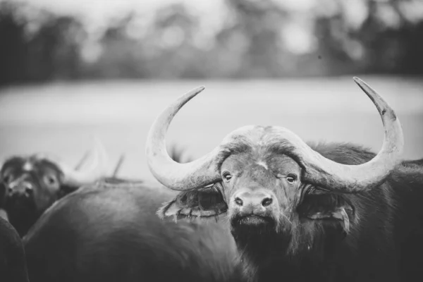 Imagen Cerca Cape Buffaloes Una Reserva Natural Sudáfrica — Foto de Stock