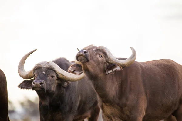 Närbild Bild Cape Bufflar Ett Naturreservat Sydafrika — Stockfoto