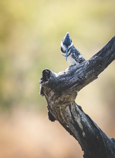 关闭南非自然保护区的 Pied 翠鸟形象 — 图库照片
