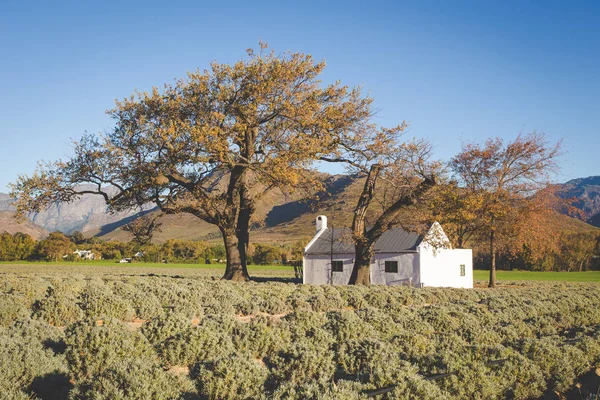 Wide Angle View Old Farmhouse Field Lavender Town Franschoek Western — Stock Photo, Image