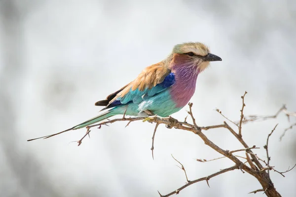 Immagine Ravvicinata Uccello Rullo Petto Lilla Seduto Albero Parco Nazionale — Foto Stock