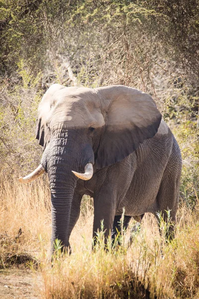 Imagem Perto Elefante Africano Numa Reserva Natural África Sul — Fotografia de Stock