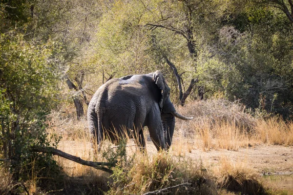 Imagem Perto Elefante Africano Numa Reserva Natural África Sul — Fotografia de Stock