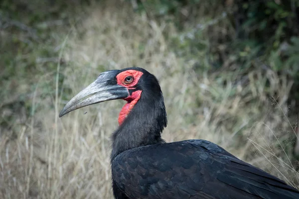 Immagine Ravvicinata Uccello Becco Terra Una Riserva Naturale Sudafrica — Foto Stock