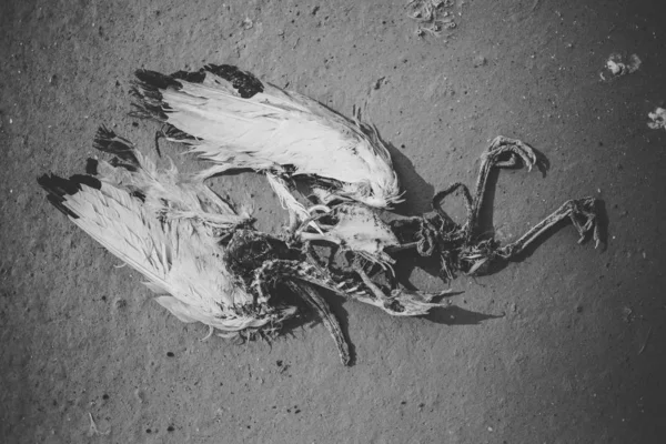 Image Rapprochée Ibis Mort Dans Une Poêle Sel — Photo