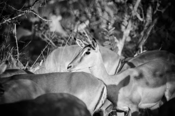 Imagine Aproape Impalas Într Parc Național Din Africa Sud — Fotografie, imagine de stoc