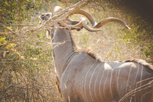 Close Εικόνα Του Μεγάλο Kudu Τρόπαιο Bull Ένα Φυσικό Καταφύγιο — Φωτογραφία Αρχείου