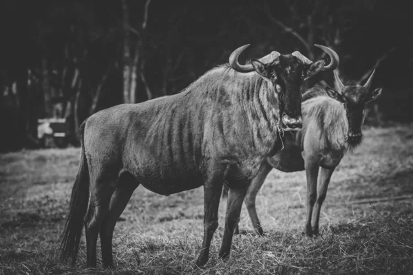 Imagine Aproape Blue Wildebeests Într Rezervație Naturală Din Africa Sud — Fotografie, imagine de stoc