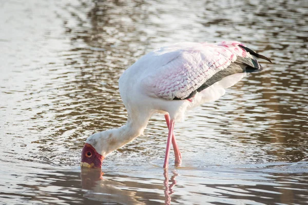 Close up image of a stork fishing in a pond in a national park in south africa
