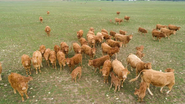 Imagem Aérea Uma Manada Vacas Prado África Sul — Fotografia de Stock