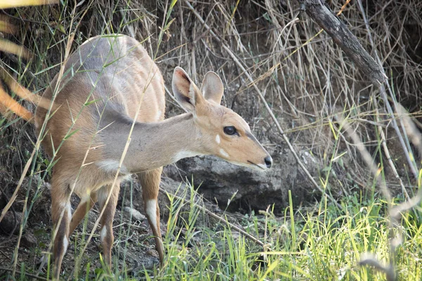 Close Image Nyala Watering Hole Drinking Water National Park South — Stock Photo, Image