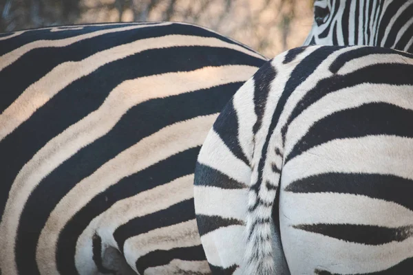 Närbild Bild Zebrass Ett Naturreservat Sydafrika — Stockfoto