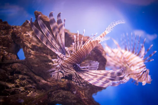Close Image Lion Fish Aquarium — Stock Photo, Image