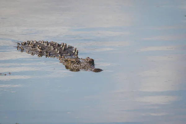 Close Image Nile Crocodile Lake Nature Reserve South Africa — Stock Photo, Image