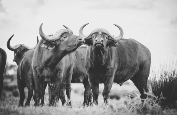 Nahaufnahme Von Kapbüffeln Einem Naturschutzgebiet Südafrika — Stockfoto