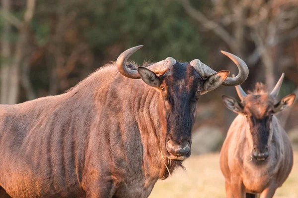 南非自然保护区蓝色野牛的近景 — 图库照片