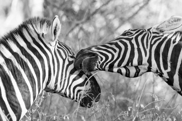 Крупный План Зебраса Заповеднике Южной Африке — стоковое фото