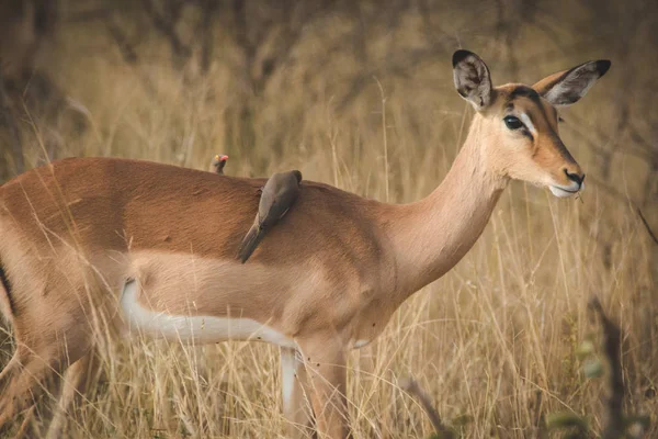 Zamknij Się Obraz Impala Park Narodowy Republice Południowej Afryki — Zdjęcie stockowe