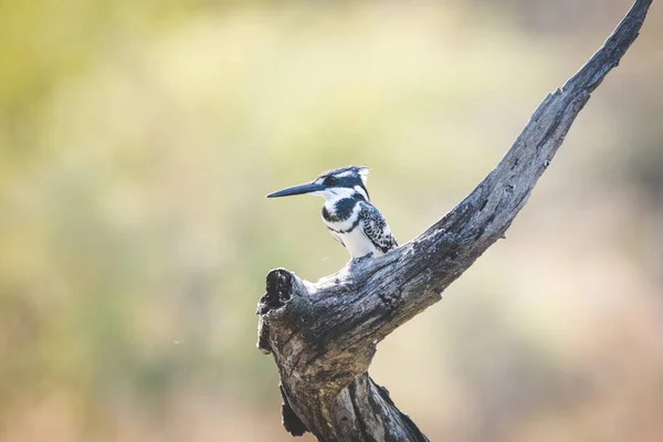 Close Εικόνα Ενός Kingfisher Pied Ένα Φυσικό Καταφύγιο Στη Νότιο — Φωτογραφία Αρχείου