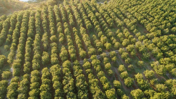 Aerial Photo Macadamia Plantation Mpumalanga Province South Africa — Stock Photo, Image