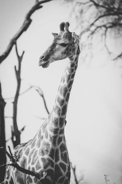 Close Image Giraffe National Park South Africa — Stock Photo, Image