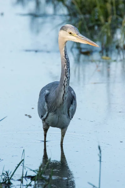 Close Image Grey Heron Fishing Pond Nature Reserve South Africa — Stock Photo, Image
