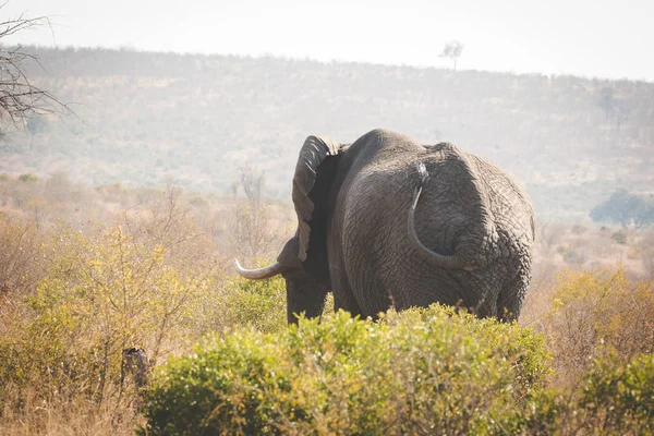 Image Rapprochée Éléphant Afrique Dans Une Réserve Naturelle Afrique Sud — Photo