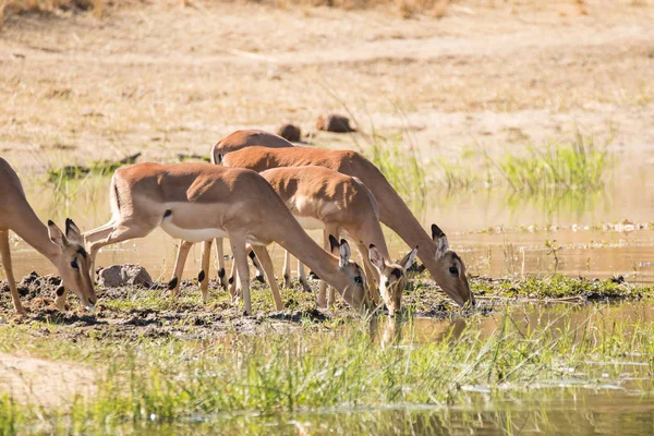 Image Rapprochée Impalas Dans Parc National Afrique Sud — Photo