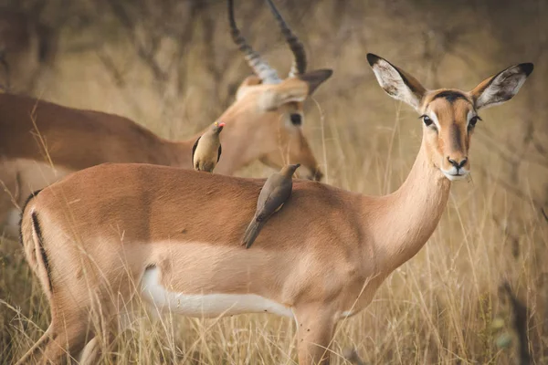 Крупним Планом Зображення Антилопи Пала Національний Парк Південній Африці — стокове фото