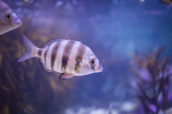 Bir Akvaryumda Bir Zebra Çipura Sualtı Görüntüsü — Stok fotoğraf