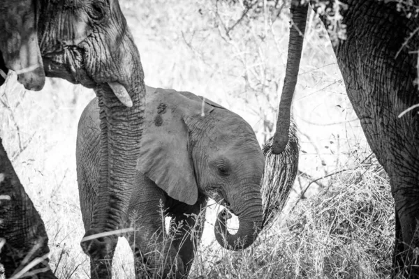 南アフリカ共和国の自然保護区でアフリカ象のイメージ アップします — ストック写真