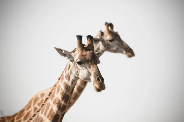 Cerca Imagen Jirafas Parque Nacional Sudáfrica — Foto de Stock