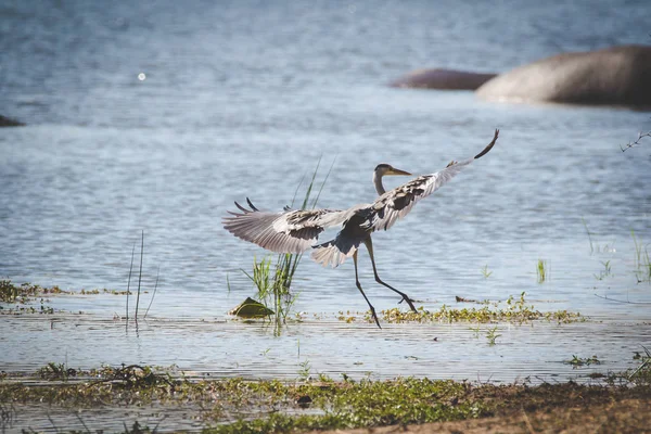 Close Beeld Van Een Reiger Vissen Een Vijver Een Natuurgebied — Stockfoto