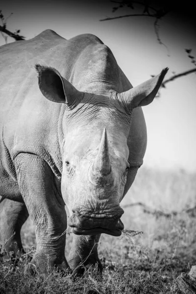 Güney Afrika Milli Parkta Çim Üzerinde Besleme Beyaz Rhino Görüntüsünü — Stok fotoğraf