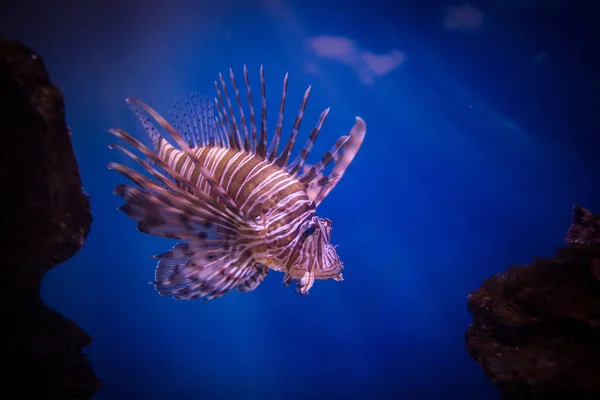 Närbild Bild Lejon Fisk Ett Akvarium — Stockfoto