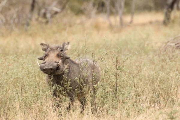 Închide Imaginea Warthog Într Rezervație Naturală Din Africa Sud — Fotografie, imagine de stoc