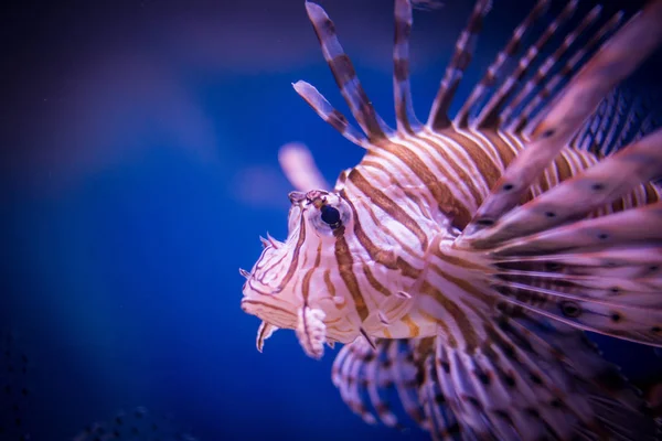 Imagen Cerca Pez León Acuario — Foto de Stock