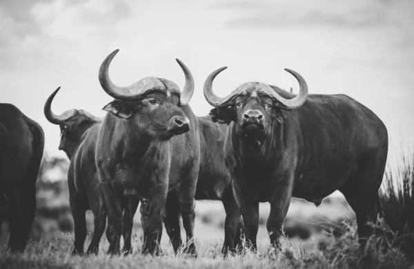 Imagen Cerca Cape Buffaloes Una Reserva Natural Sudáfrica — Foto de Stock