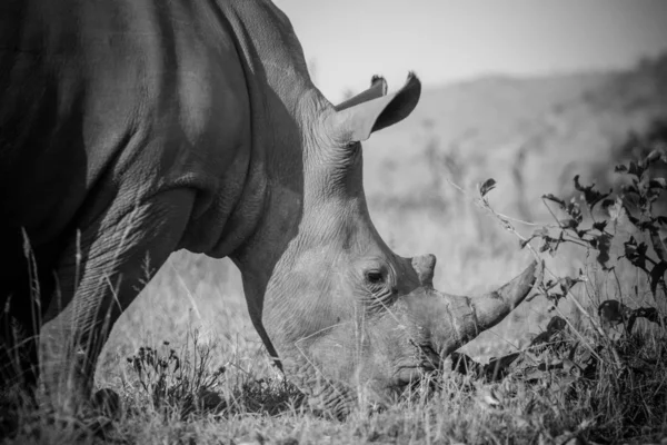 Güney Afrika Milli Parkta Çim Üzerinde Besleme Beyaz Rhino Görüntüsünü — Stok fotoğraf