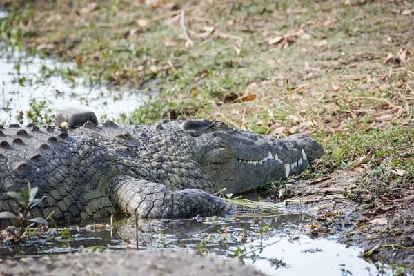 Close Image Nile Crocodile Lake Nature Reserve South Africa — Stock Photo, Image